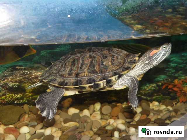 Черепаха Октябрьский - изображение 1