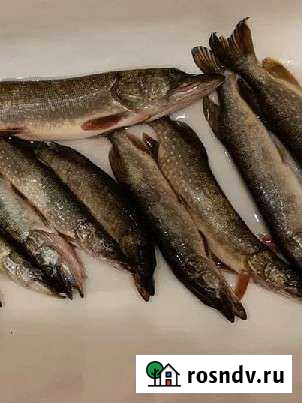 Живец карась Липецк - изображение 1