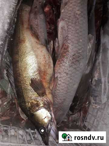 Рыба Десногорск - изображение 1