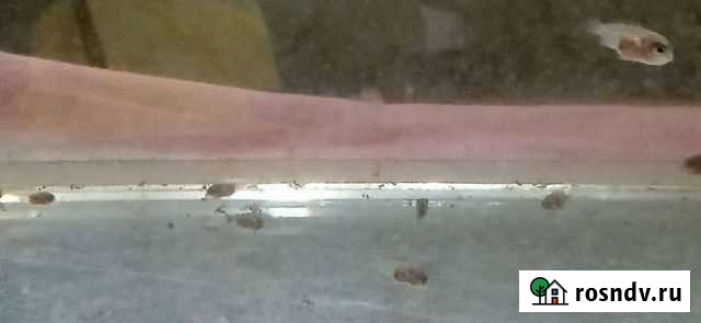 Мальки цихлиды чернополосой Екатеринбург - изображение 1