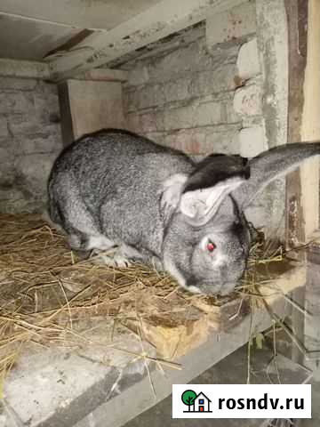 Кролик Земетчино - изображение 1