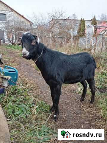Козел на вязку,продам козу Серпухов - изображение 1