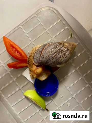 Улитки ахатины Брянск - изображение 1