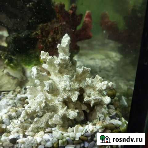 Декорация для аквариума Королев - изображение 1