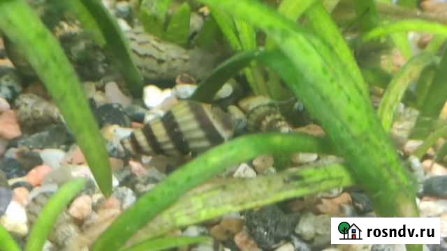 Улитка Хелена Саратов - изображение 1