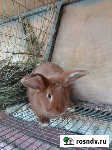 Кролики новозеландские красные Хлевное - изображение 1