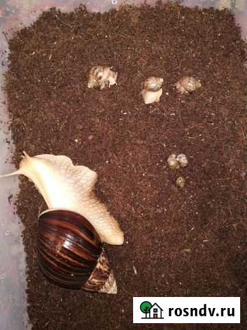 Улитки ахатины Мичуринск - изображение 1