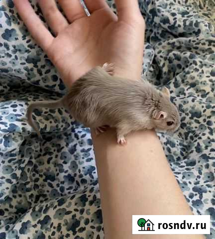 Песчанки Долгопрудный - изображение 1