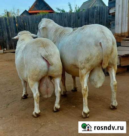 Молодые барашки от Дорпера Уфа - изображение 1