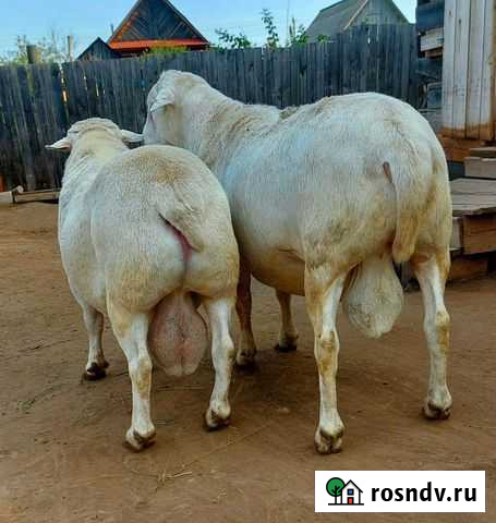 Молодые барашки от Дорпера Уфа - изображение 1