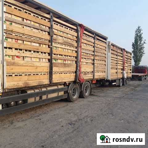 Пчелопакеты карника F1. карпатка пчела есть Омск - изображение 1