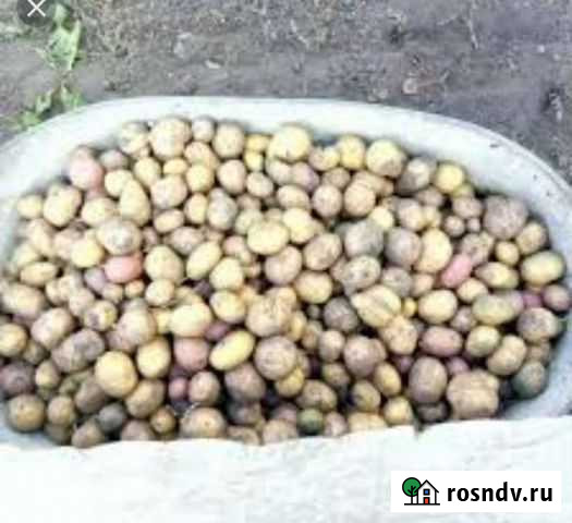 Картофель Курган - изображение 1
