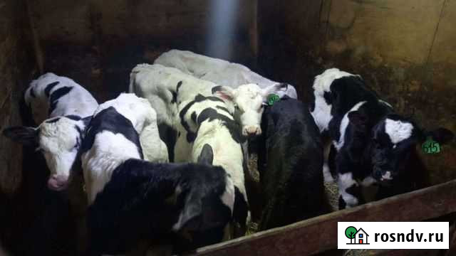 Телята Ельники - изображение 1