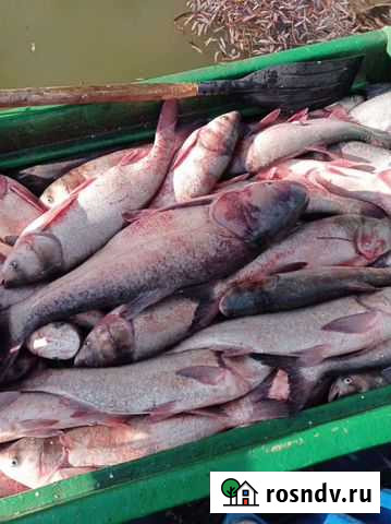 Живой толстолобик от 3,5кг до 6-7 Динская - изображение 1