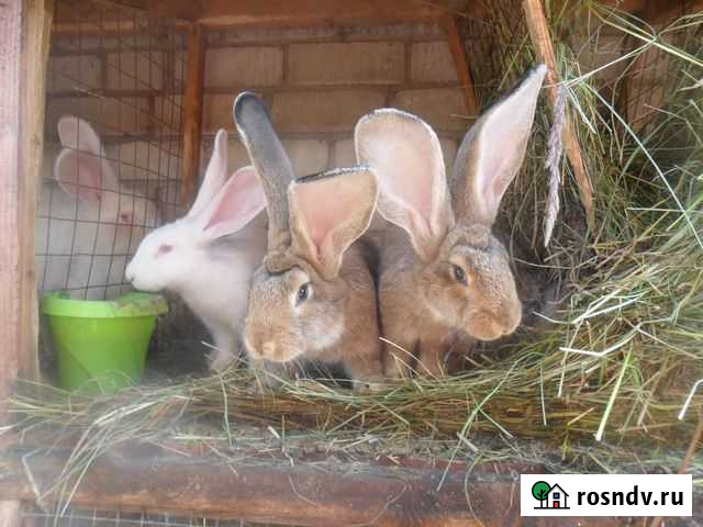 Кролики крупных пород Бежаницы - изображение 1