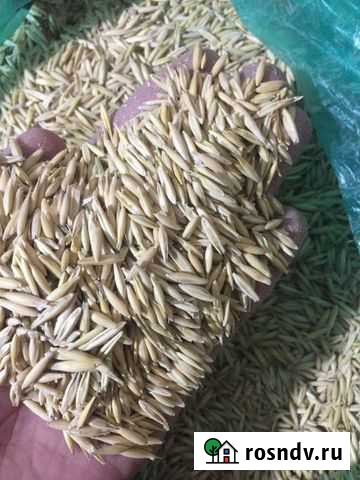 Овес Курская - изображение 1