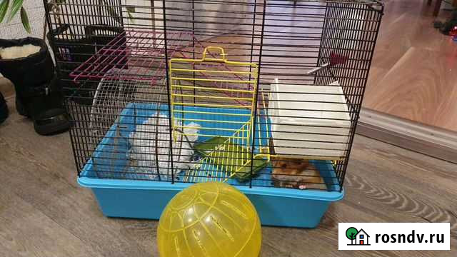 Сирийский хомяк с клеткой Петрозаводск - изображение 1