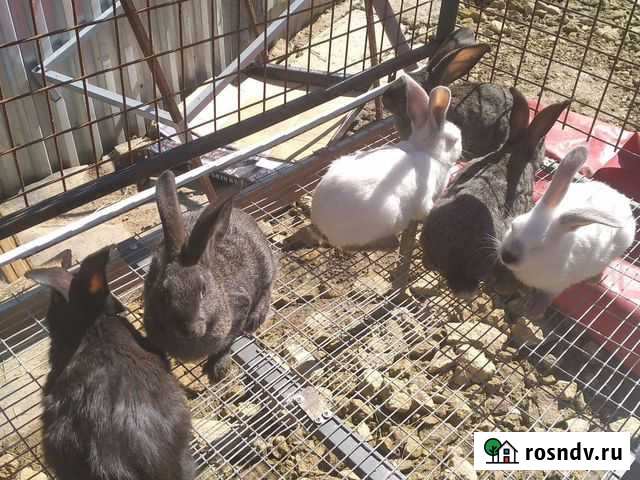 Чистокровные кроликии 3х месячные Казань - изображение 1