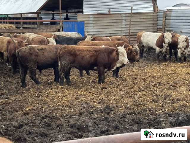 Продажа крс Фастовецкая - изображение 1