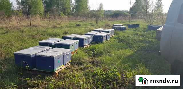 Мед натуральный с личной пасеки, мёд лесной Смоленск - изображение 1