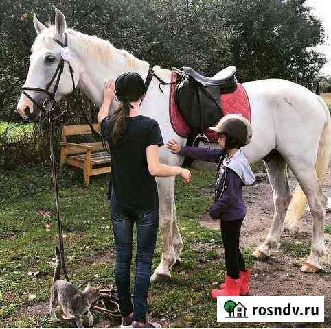 Катание на лошади, занятия верховой ездой Малаховка