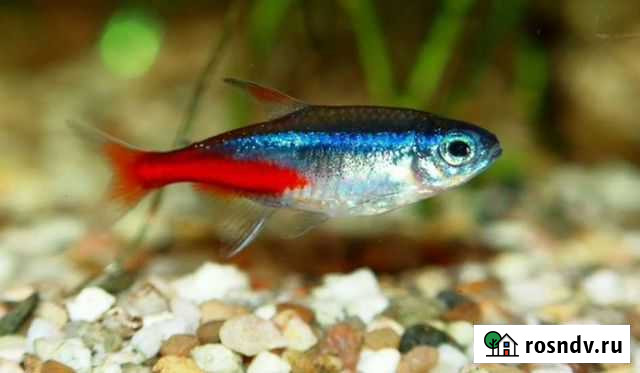 Рыбки неоны Брянск - изображение 1