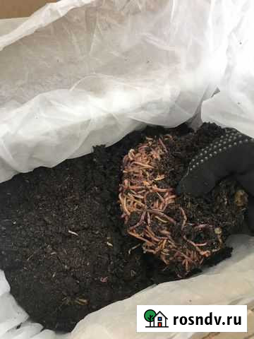 Калифорнийский червь - рыбалка и гумус Братск - изображение 1