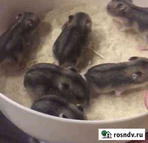 Джунгарский хомяк Первоуральск