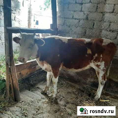 Корова Гойты - изображение 1