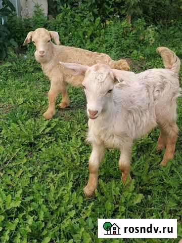 Продам козлят Саяногорск - изображение 1
