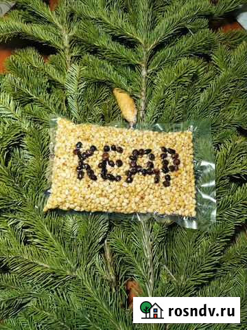 Кедровый орех очищенный 1 кг Барнаул - изображение 1