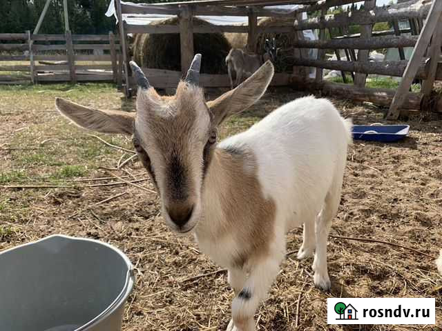 Альпийские и Камерунские козы Вахруши - изображение 1