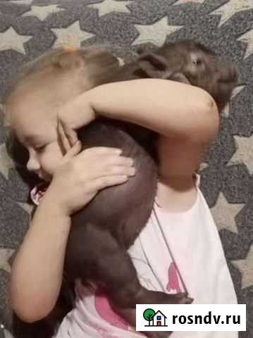 Мини пигги Старый Оскол - изображение 1