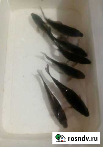 Живец карась Смоленск - изображение 1