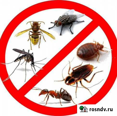 Уничтожение тараканов клопов блох обработка Воронеж - изображение 1