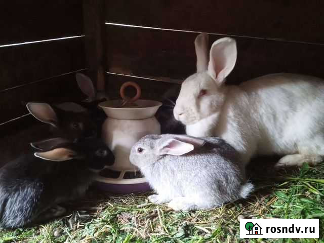 Кролик Рогачево - изображение 1