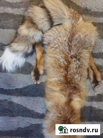 Шкура лисы Бердск - изображение 1