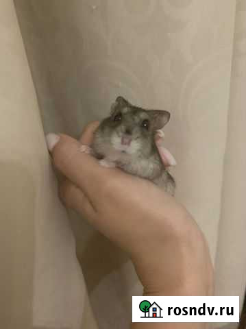 Джунгарский хомяк Саранск - изображение 1