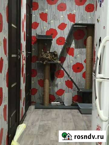 Когтеточка Череповец - изображение 1