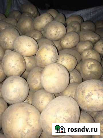 Продам картофель Гала Новый Городок - изображение 1