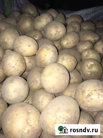 Продам картофель Гала Новый Городок - изображение 1