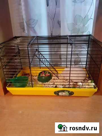 Сирийский хомяки Екатеринбург - изображение 1