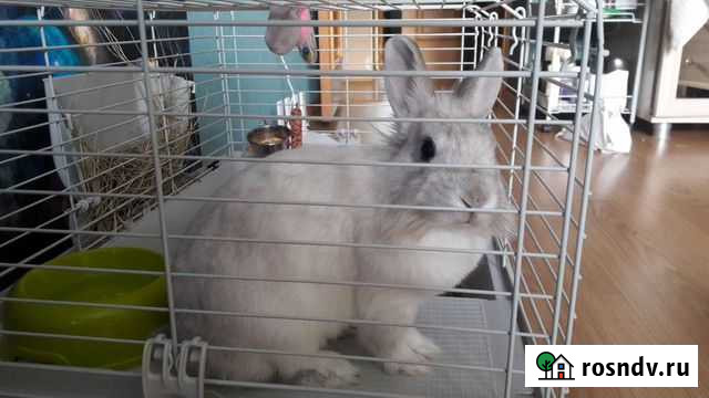 Декоративные карликовые кролики Самара - изображение 1