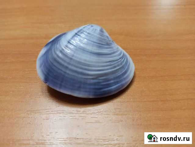 Морская раковина Тюмень - изображение 1