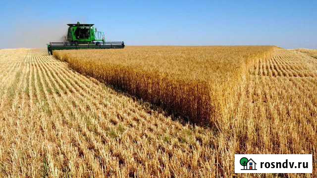 Продам ячмень Высокая Гора - изображение 1