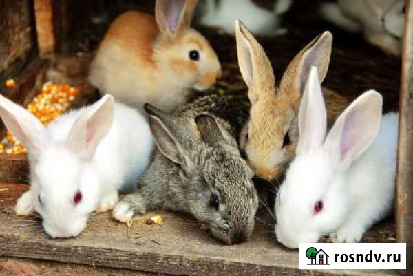 Кролики на разведение и на мясо Санкт-Петербург - изображение 1