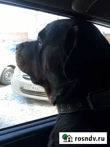 Ротвейлер Кобель приглашает на вязку Екатеринбург - изображение 1