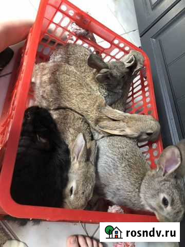 Кролики мясных пород Сыктывкар - изображение 1