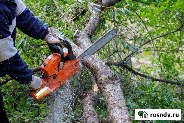 Спил деревьев Сочи - изображение 1