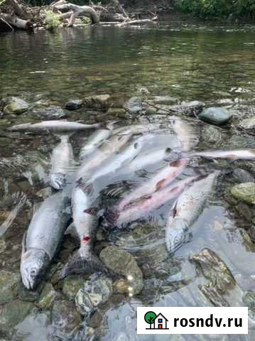 Рыбалка и экскурсии на о. Сахалин Южно-Сахалинск - изображение 1